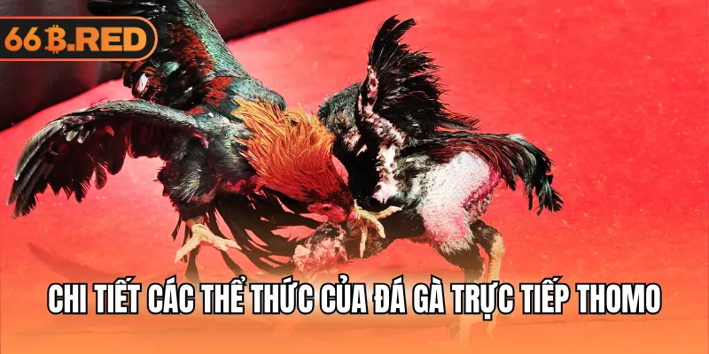 Chi tiết các thể thức của đá gà trực tiếp Thomo