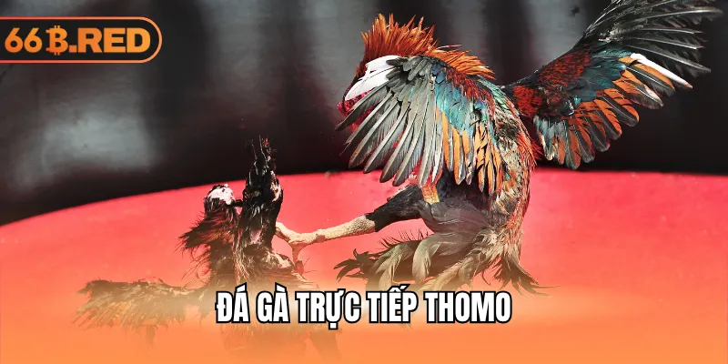 Đá gà trực tiếp