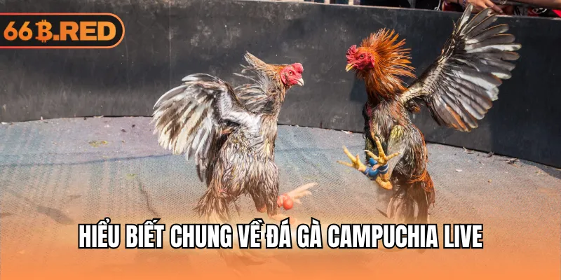 Hiểu biết chung về đá gà Campuchia live