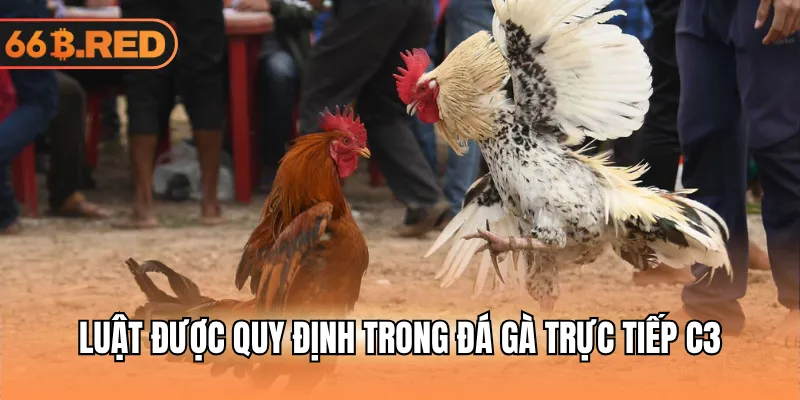 Luật được quy định trong đá gà trực tiếp C3